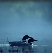 Ducks on the Fox River